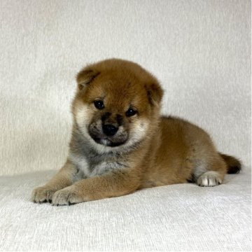 柴犬(標準サイズ)【茨城県・男の子・2025年8月22日・赤】の写真「良血統✨✨両親ＧＭ1遺伝子検査クリアです！」