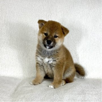 柴犬(標準サイズ)【茨城県・女の子・2025年8月26日・赤】の写真「ママJKCチャンピオン✨両親良血統です❣️」