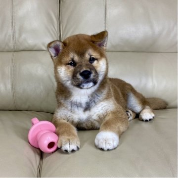 柴犬(標準サイズ)【茨城県・男の子・2025年1月29日・赤】の写真「良血統✨✨両親ＧＭ1遺伝子検査クリアです❗️」