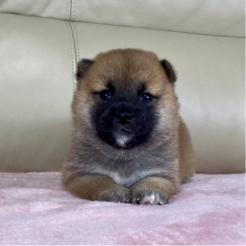 柴犬(標準サイズ)【茨城県・女の子・2025年8月15日・赤】の写真「ママはインターナショナルチャンピオン✨両親良血統❣」