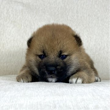 柴犬(標準サイズ)【茨城県・男の子・2025年11月21日・赤】の写真「ママインターナショナルチャンピオン✨両親良血統❗️」