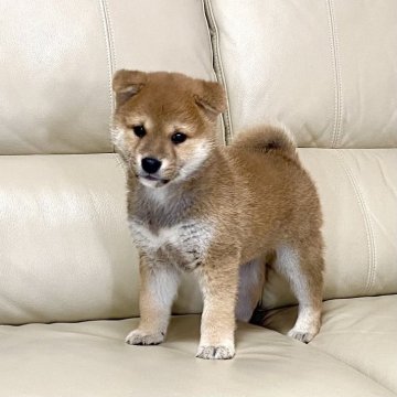柴犬(標準サイズ)【茨城県・男の子・2025年2月11日・赤】の写真「ママJKCチャンピオン✨良血統❗️」