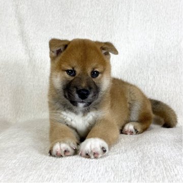 柴犬(標準サイズ)【茨城県・男の子・2025年8月15日・赤】の写真「ママはインターナショナルチャンピオン✨両親良血統❣」