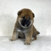 柴犬(標準サイズ)