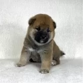 柴犬(標準サイズ)