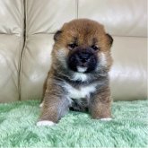 柴犬(標準サイズ)