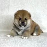柴犬(標準サイズ)