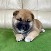 柴犬(標準サイズ)