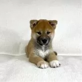 柴犬(標準サイズ)