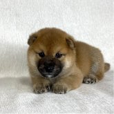 柴犬