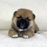 柴犬(標準サイズ)