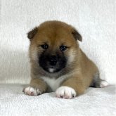 柴犬