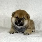 柴犬(標準サイズ)