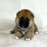 柴犬(標準サイズ)