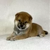 柴犬(標準サイズ)