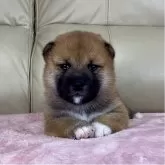 柴犬(標準サイズ)