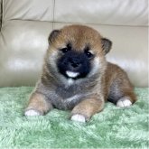 柴犬(標準サイズ)