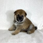 柴犬(標準サイズ)