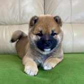 柴犬(標準サイズ)