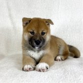 柴犬(標準サイズ)