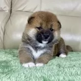 柴犬(標準サイズ)