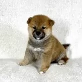 柴犬(標準サイズ)