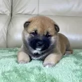 柴犬(標準サイズ)