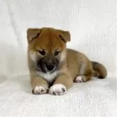 柴犬(標準サイズ)【茨城県・男の子・2025年8月15日・赤】の写真2「かわいい💓」
