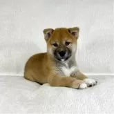 柴犬(標準サイズ)【茨城県・男の子・2025年8月15日・赤】の写真2「かわいい💓」