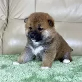 柴犬(標準サイズ)【茨城県・男の子・2025年11月1日・赤】の写真3