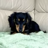 ミニチュアダックスフンド(ロング)【茨城県・女の子・2025年8月10日・ブラック&タン】の写真3「😍」