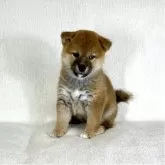 柴犬(標準サイズ)【茨城県・女の子・2025年8月26日・赤】の写真5