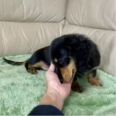 ミニチュアダックスフンド(ロング)【茨城県・女の子・2025年8月10日・ブラック&タン】の写真6