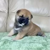 柴犬(標準サイズ)【茨城県・女の子・2025年11月1日・赤】の写真6