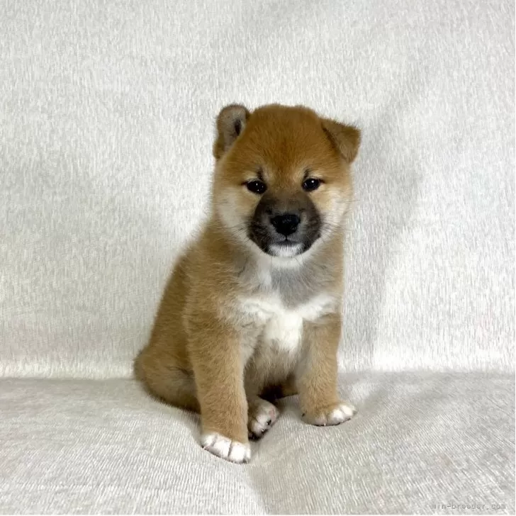 ヴィンテージ 犬 古本【チャン】 柴犬【茨城県・男の子・2025年9月5日・赤】両親JKCチャンピオン