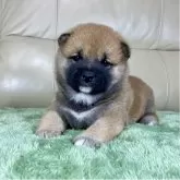 柴犬(標準サイズ)【茨城県・女の子・2025年11月1日・赤】の写真7