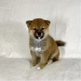 柴犬(標準サイズ)【茨城県・女の子・2025年8月26日・赤】の写真8「かわいい💕」