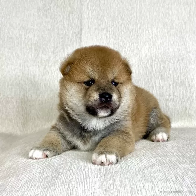 柴犬【茨城県・男の子・2025年9月5日・赤】両親JKCチャンピオン