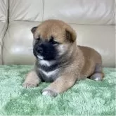 柴犬(標準サイズ)【茨城県・女の子・2025年11月1日・赤】の写真8