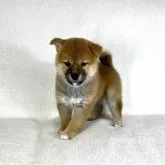 柴犬(標準サイズ)【茨城県・女の子・2025年8月26日・赤】の写真10