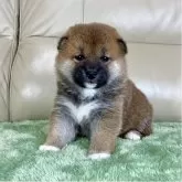 柴犬(標準サイズ)【茨城県・男の子・2025年11月1日・赤】の写真8