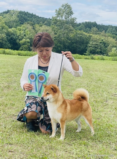 柴犬【・女の子・2019年6月15日・赤】