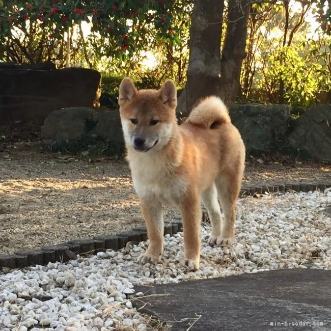 ID:1808-01951の子犬