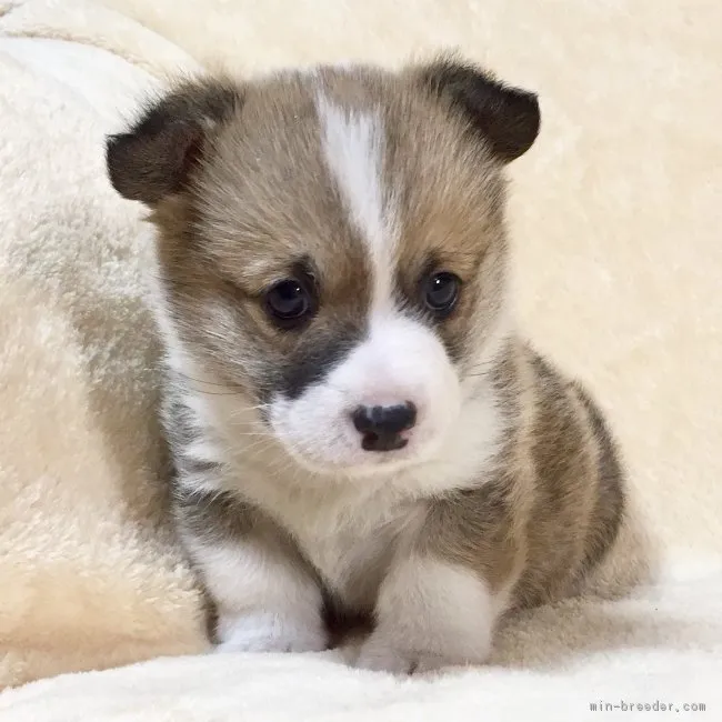 いけつ 様のお迎えした子犬