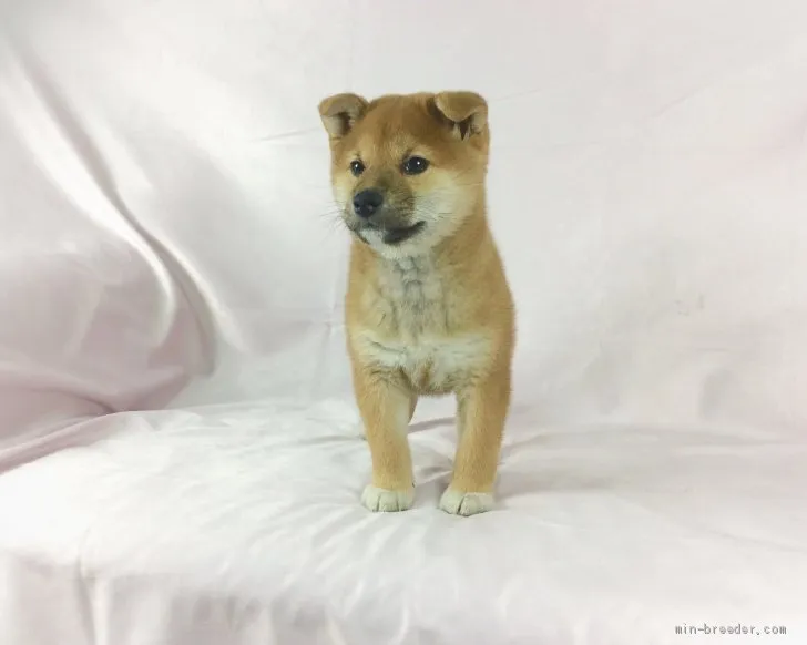 ID：1912-03099の子犬