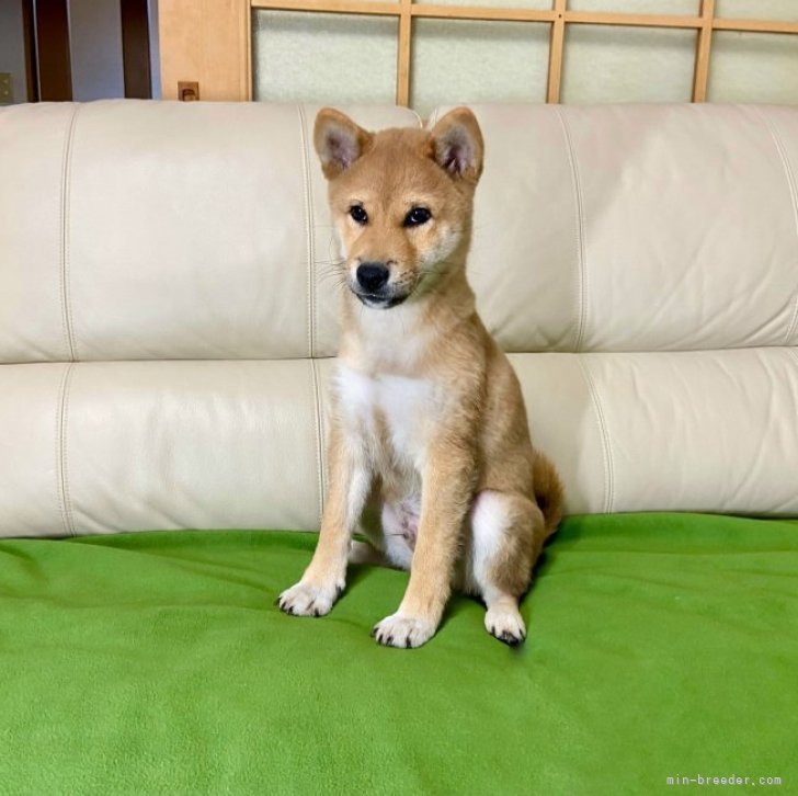 柴犬様 飼い主様決定の子犬 ID4286赤オス | 【柴犬.net】柴犬専門
