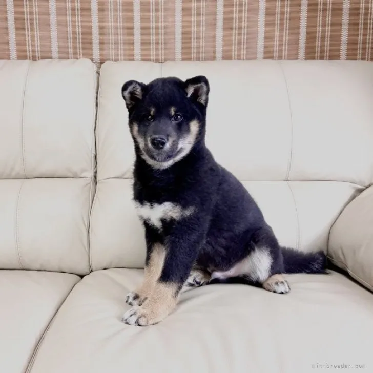 ID:2212-03399の子犬