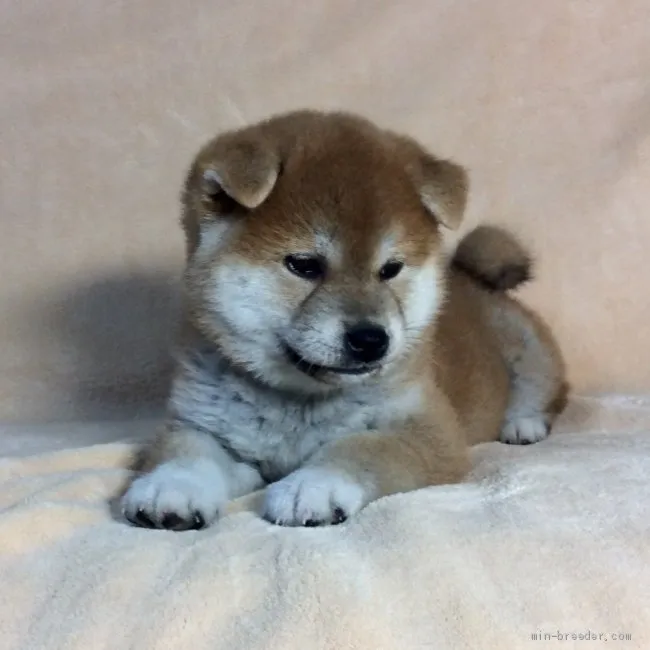 ID:1904-02780の子犬