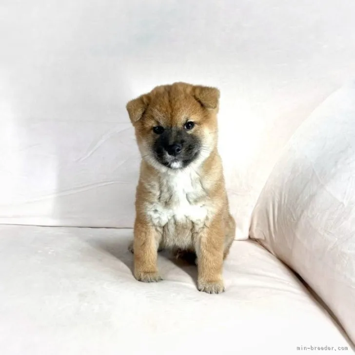 ID:2301-03178の子犬
