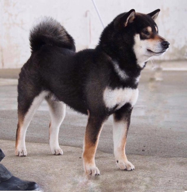 柴犬【・男の子・2016年7月27日・黒】